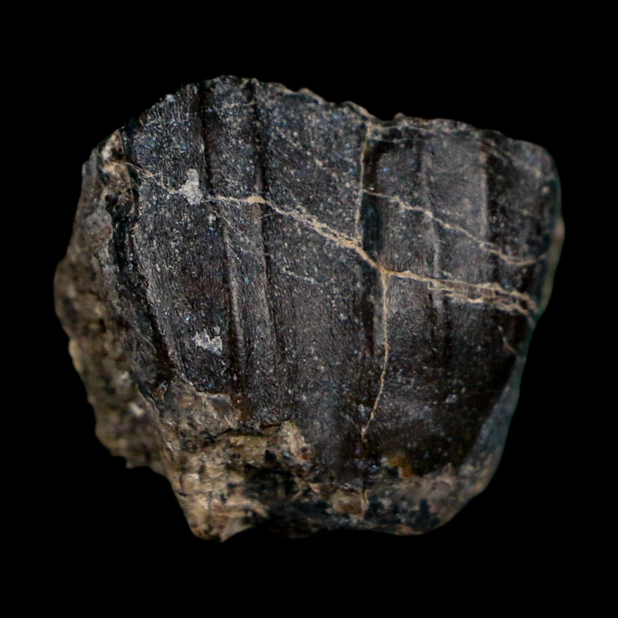 0.8" Ouranosaurus Fossil Tooth Cretaceous Age Iguanodontid Dinosaur Niger