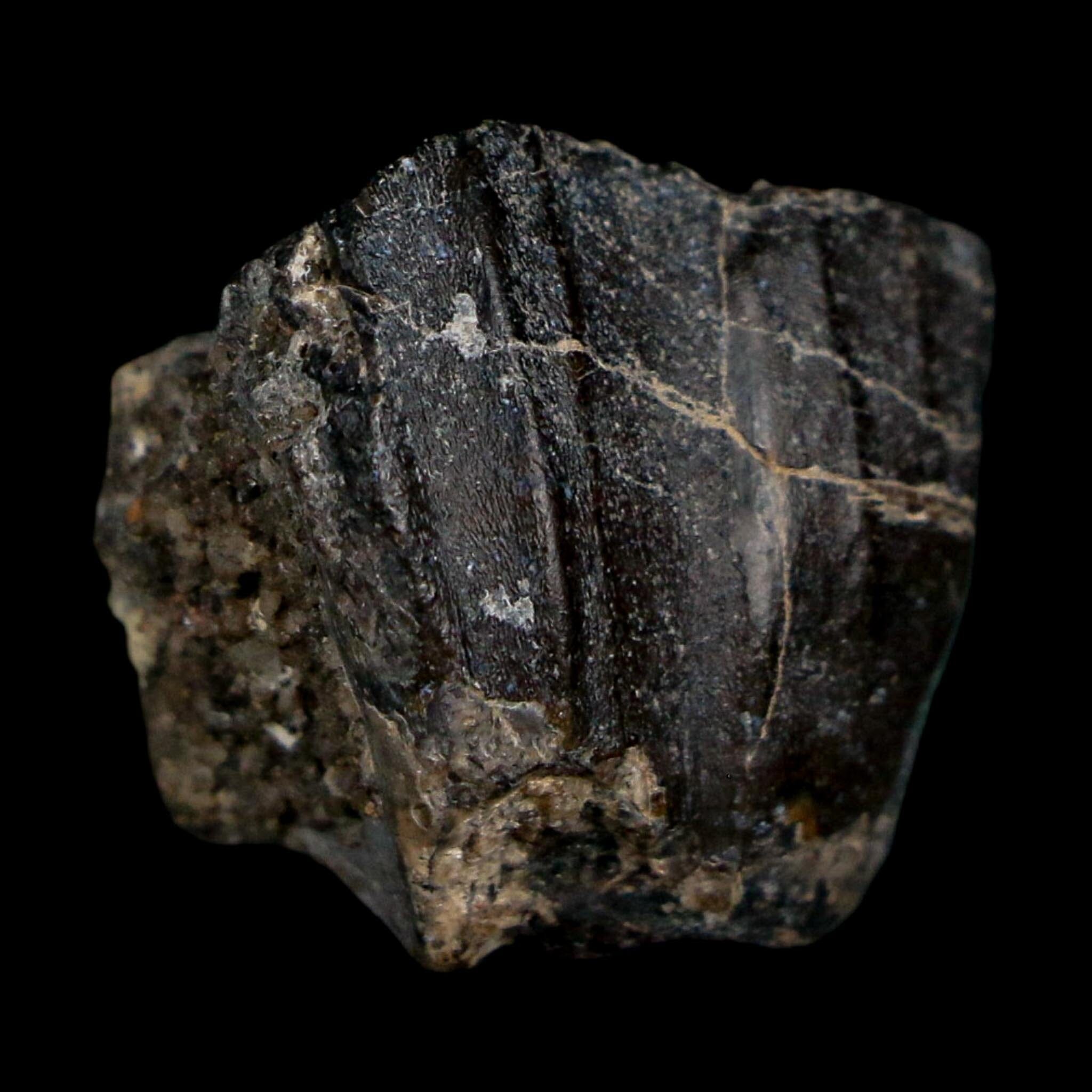 0.8" Ouranosaurus Fossil Tooth Cretaceous Age Iguanodontid Dinosaur Niger