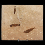 3" Three Diplomystus And Knightia Fossil Fish Green River FM WY Eocene Age COA