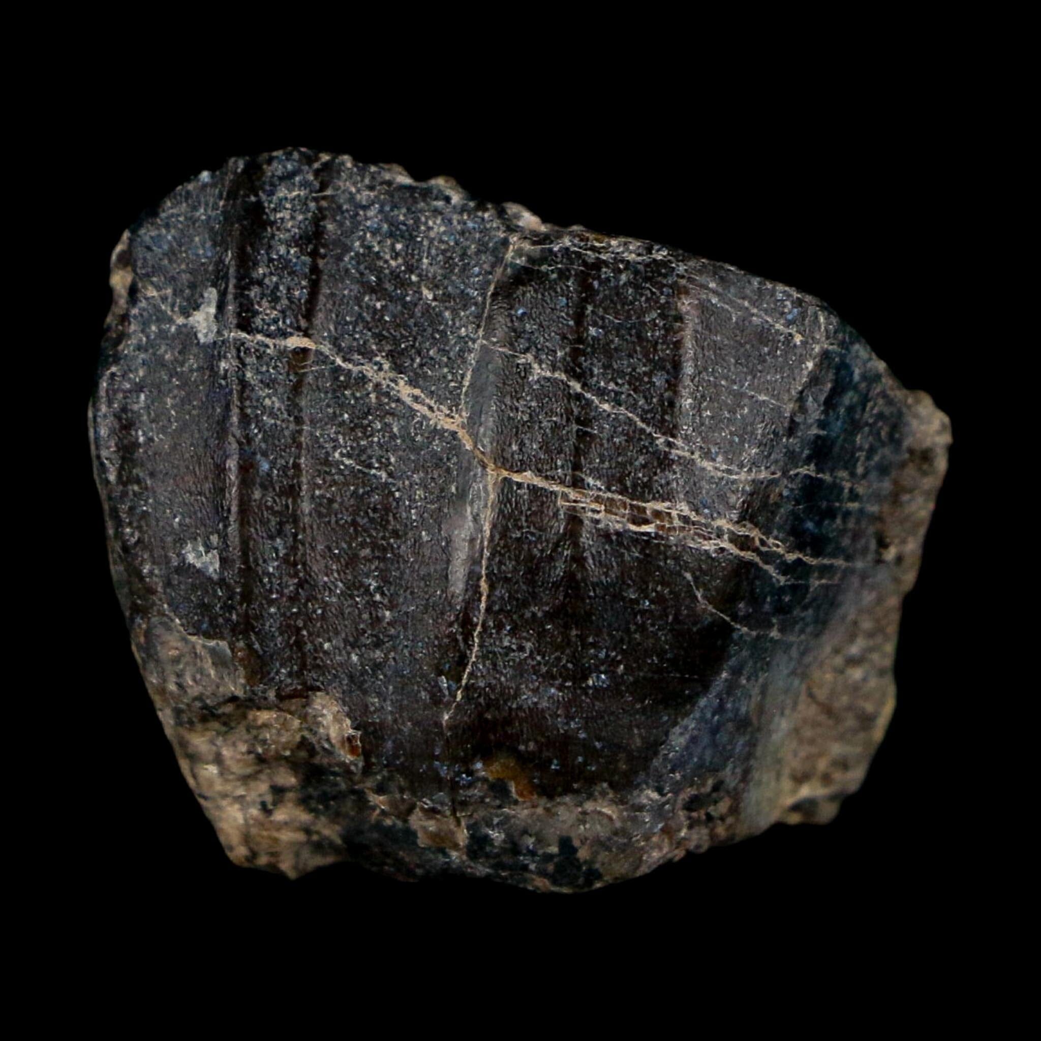 0.8" Ouranosaurus Fossil Tooth Cretaceous Age Iguanodontid Dinosaur Niger