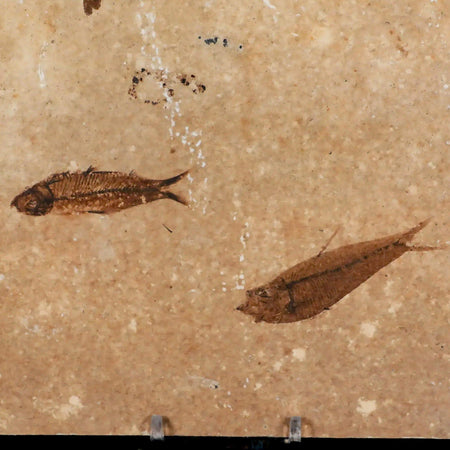 3" Three Diplomystus And Knightia Fossil Fish Green River FM WY Eocene Age COA