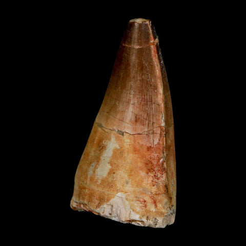 XL 2.3" Mosasaur Prognathodon Fossil Tooth Cretaceous Dinosaur Era COA & Stand