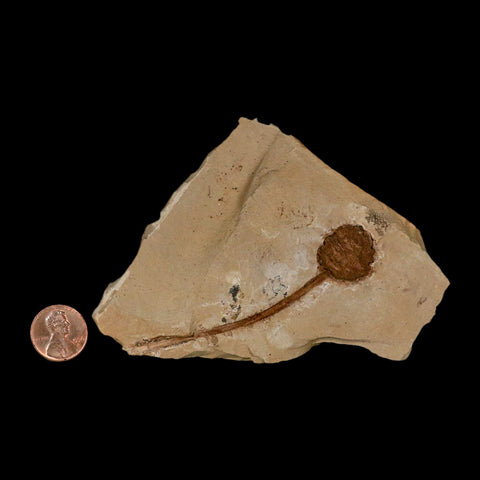 3.3" Rare Fossil Pistillate Cone Metasequoia Dawn Redwood Oligocene Age MT COA - Fossil Age Minerals