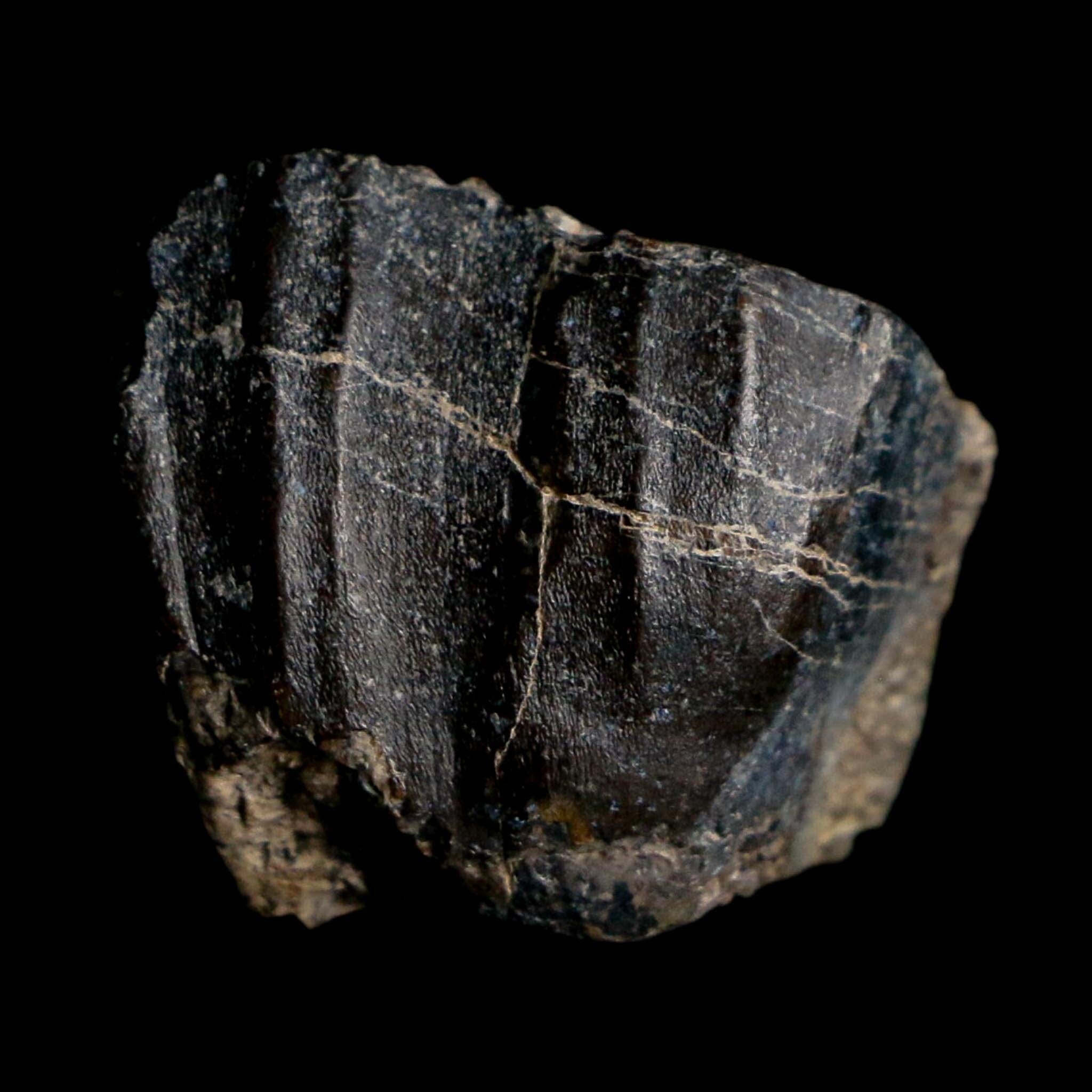 0.8" Ouranosaurus Fossil Tooth Cretaceous Age Iguanodontid Dinosaur Niger