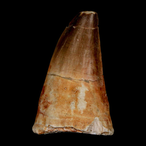 XL 2.3" Mosasaur Prognathodon Fossil Tooth Cretaceous Dinosaur Era COA & Stand