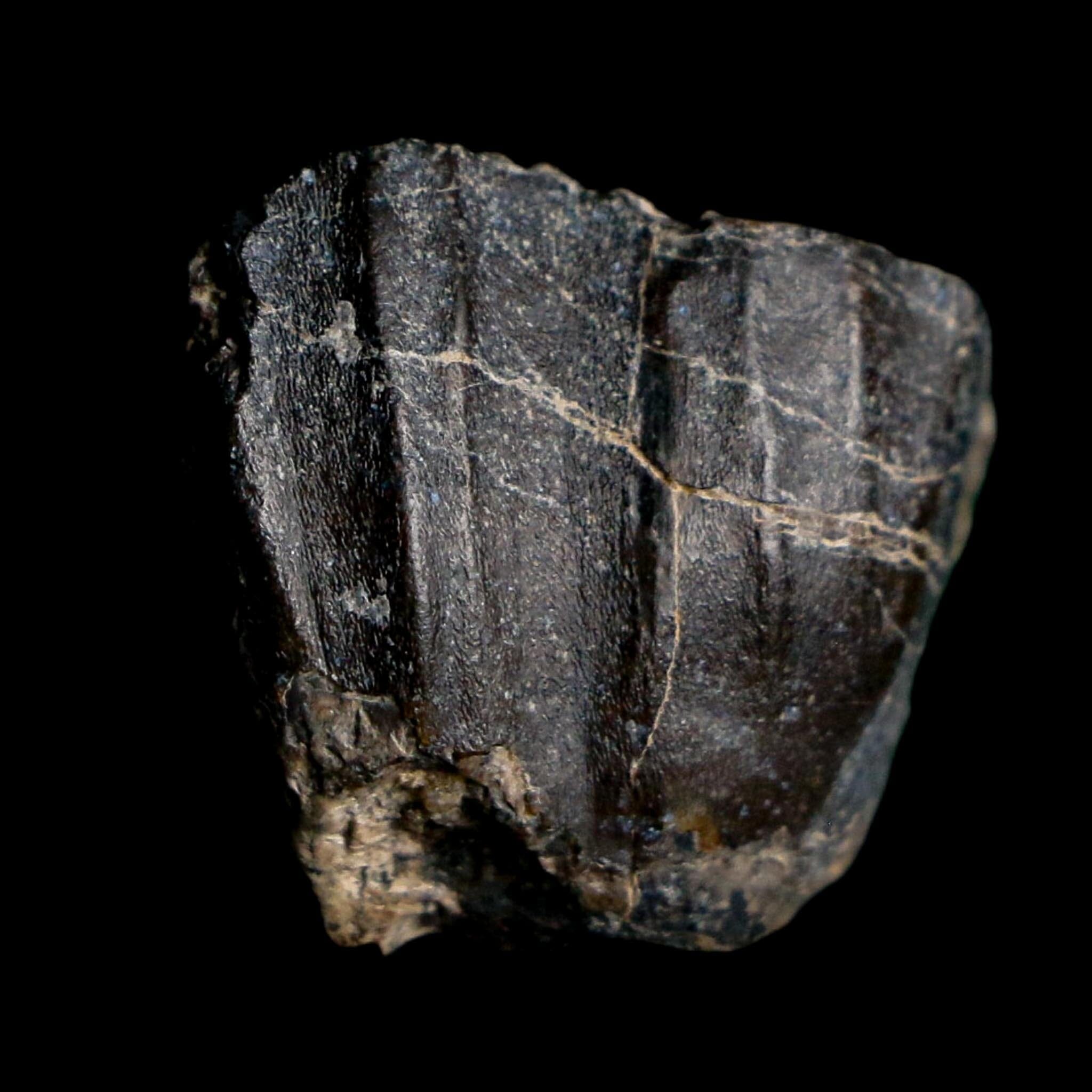 0.8" Ouranosaurus Fossil Tooth Cretaceous Age Iguanodontid Dinosaur Niger