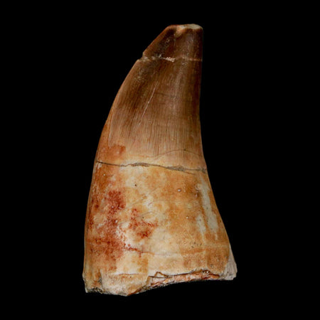 XL 2.3" Mosasaur Prognathodon Fossil Tooth Cretaceous Dinosaur Era COA & Stand