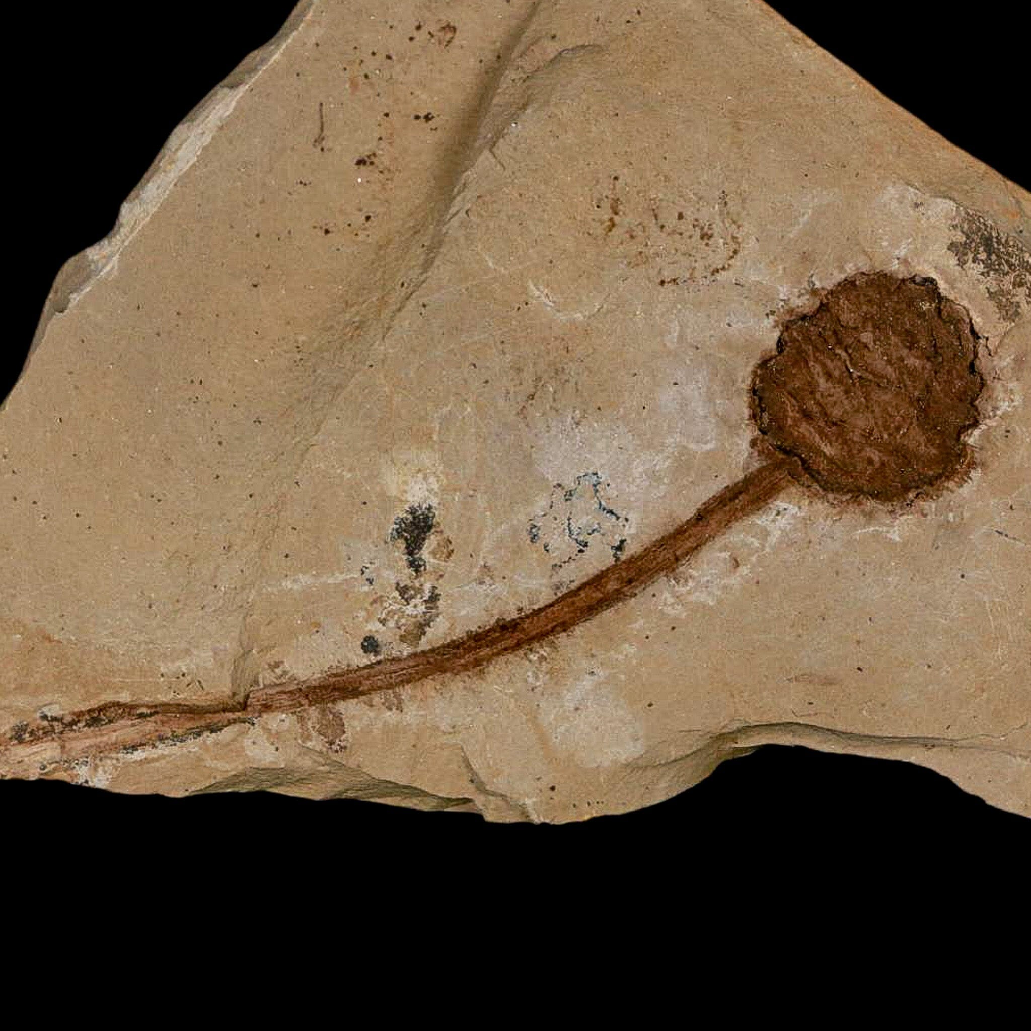 3.3" Rare Fossil Pistillate Cone Metasequoia Dawn Redwood Oligocene Age MT COA - Fossil Age Minerals