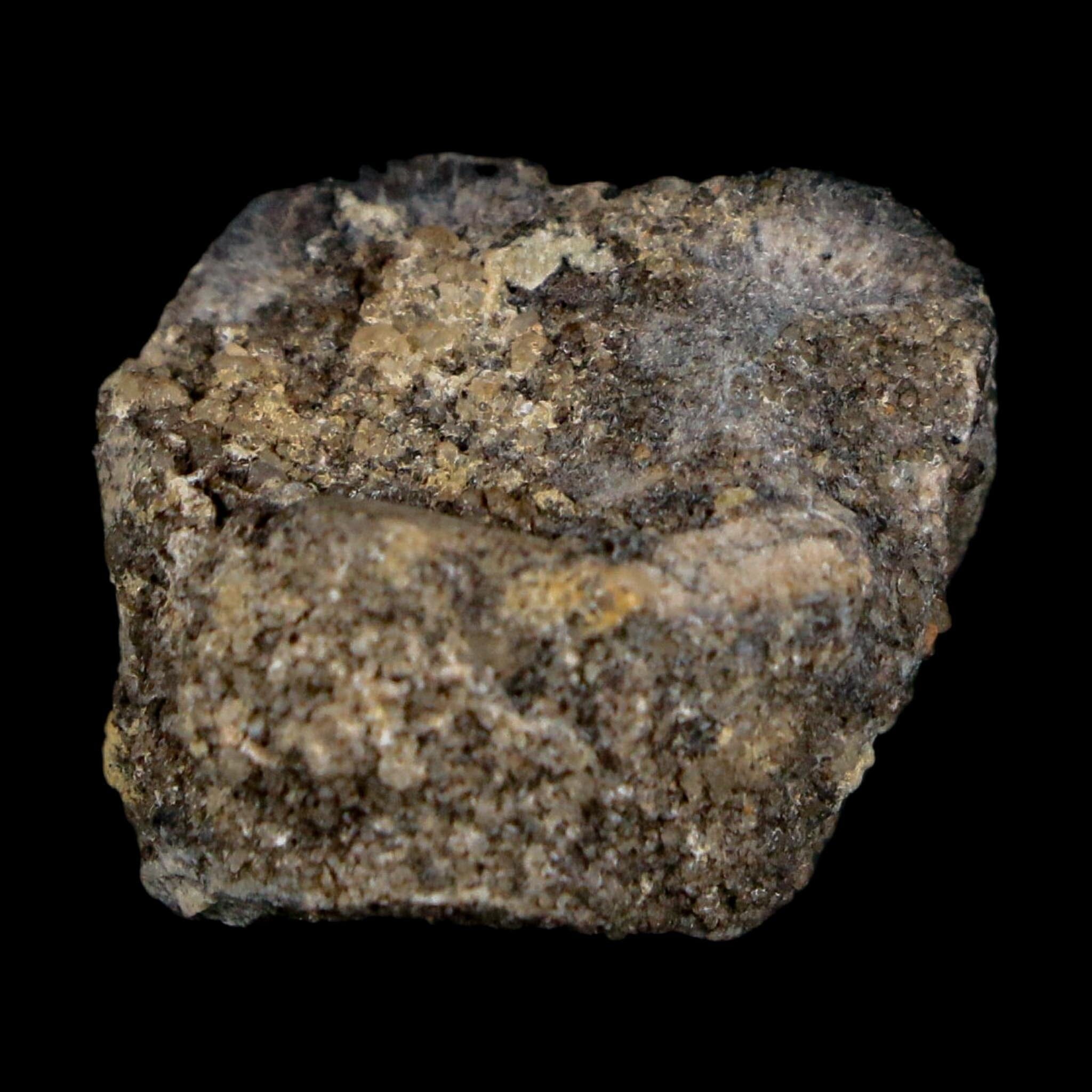 0.8" Ouranosaurus Fossil Tooth Cretaceous Age Iguanodontid Dinosaur Niger