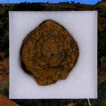 0.8" Henbury Meteorite Specimen Australia Northern Territory 2.88 Grams Display