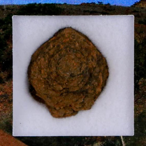 0.8" Henbury Meteorite Specimen Australia Northern Territory 2.88 Grams Display - Fossil Age Minerals