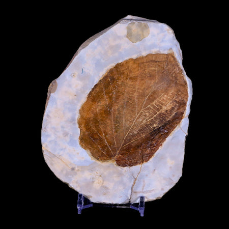 3.3" Beringiaphyllum Cupaniodes Fossil Plant Leaf Paleocene Age Glendive MT Stand