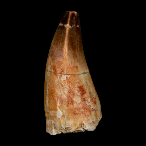 XL 2.3" Mosasaur Prognathodon Fossil Tooth Cretaceous Dinosaur Era COA & Stand