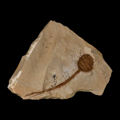 3.3" Rare Fossil Pistillate Cone Metasequoia Dawn Redwood Oligocene Age MT COA - Fossil Age Minerals