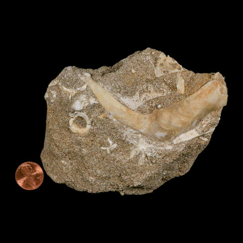 XL 3.3" Saber Toothed Herring Fossil Fang Tooth Enchodus Libycus Cretaceous Age - Fossil Age Minerals