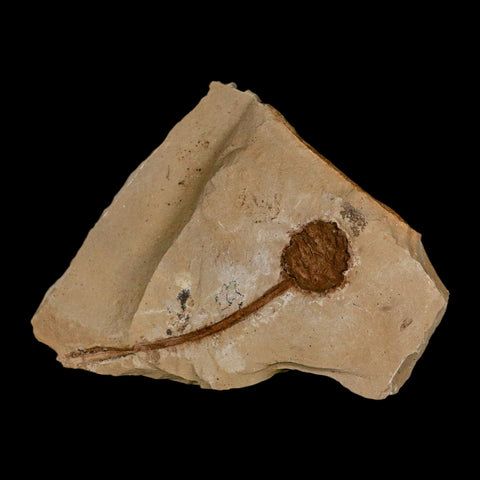 3.3" Rare Fossil Pistillate Cone Metasequoia Dawn Redwood Oligocene Age MT COA - Fossil Age Minerals