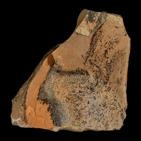 3.3" Rare Fossil Pistillate Cone Metasequoia Dawn Redwood Oligocene Age MT COA - Fossil Age Minerals