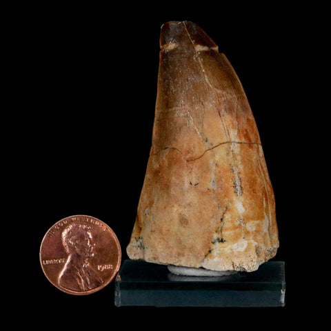 XL 2.3" Mosasaur Prognathodon Fossil Tooth Cretaceous Dinosaur Era COA & Stand