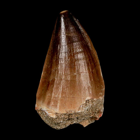 XL 2.2" Mosasaur Prognathodon Fossil Tooth Cretaceous Dinosaur Era COA & Stand