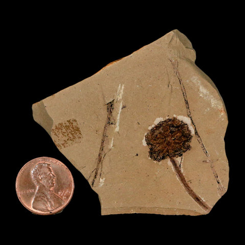 1.2" Rare Fossil Pistillate Cone Metasequoia Dawn Redwood Oligocene Age MT COA - Fossil Age Minerals