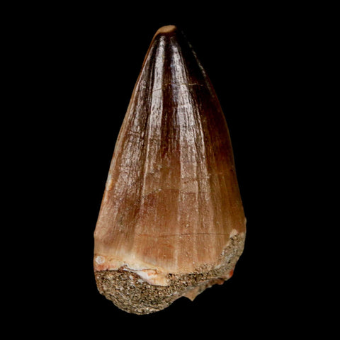 XL 2.2" Mosasaur Prognathodon Fossil Tooth Cretaceous Dinosaur Era COA & Stand