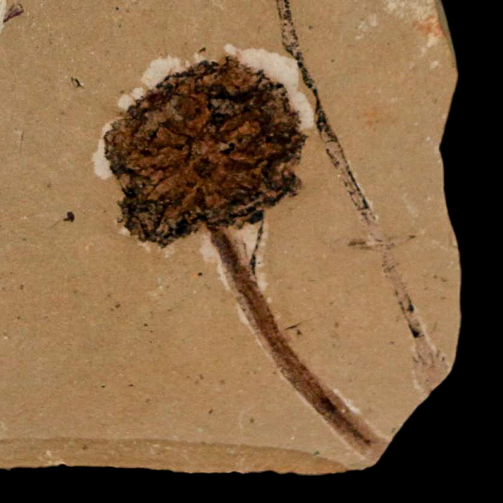 1.2" Rare Fossil Pistillate Cone Metasequoia Dawn Redwood Oligocene Age MT COA - Fossil Age Minerals