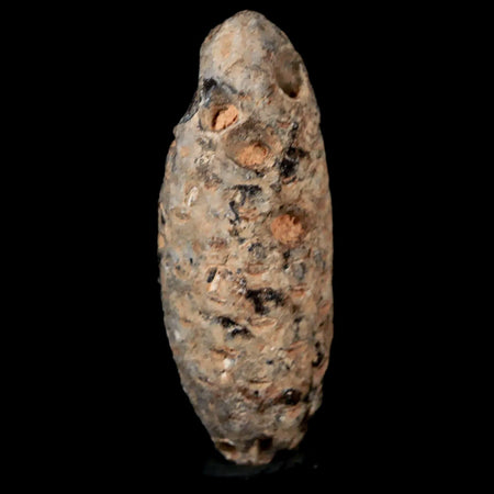 1.8" Fossil Pine Cone Equicalastrobus Replaced By Agate Eocene Age Seeds Fruit