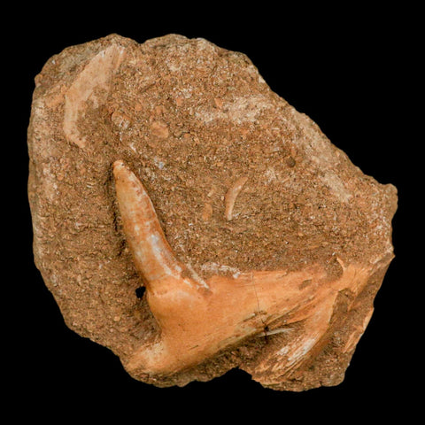XL 2.7" Saber Toothed Herring Fossil Fang Tooth Enchodus Libycus Cretaceous Age - Fossil Age Minerals