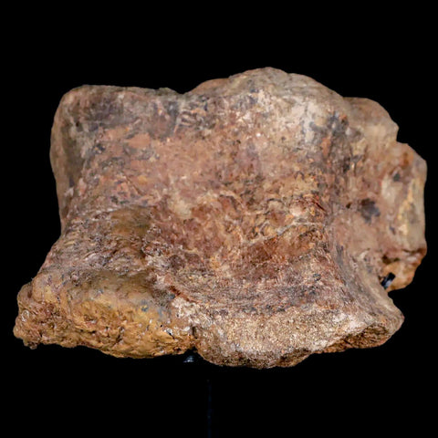 2.8" Raptor Dinosaur Fossil Dorsal Vertebrae Hell Creek FM Cretaceous MT COA Stand - Fossil Age Minerals