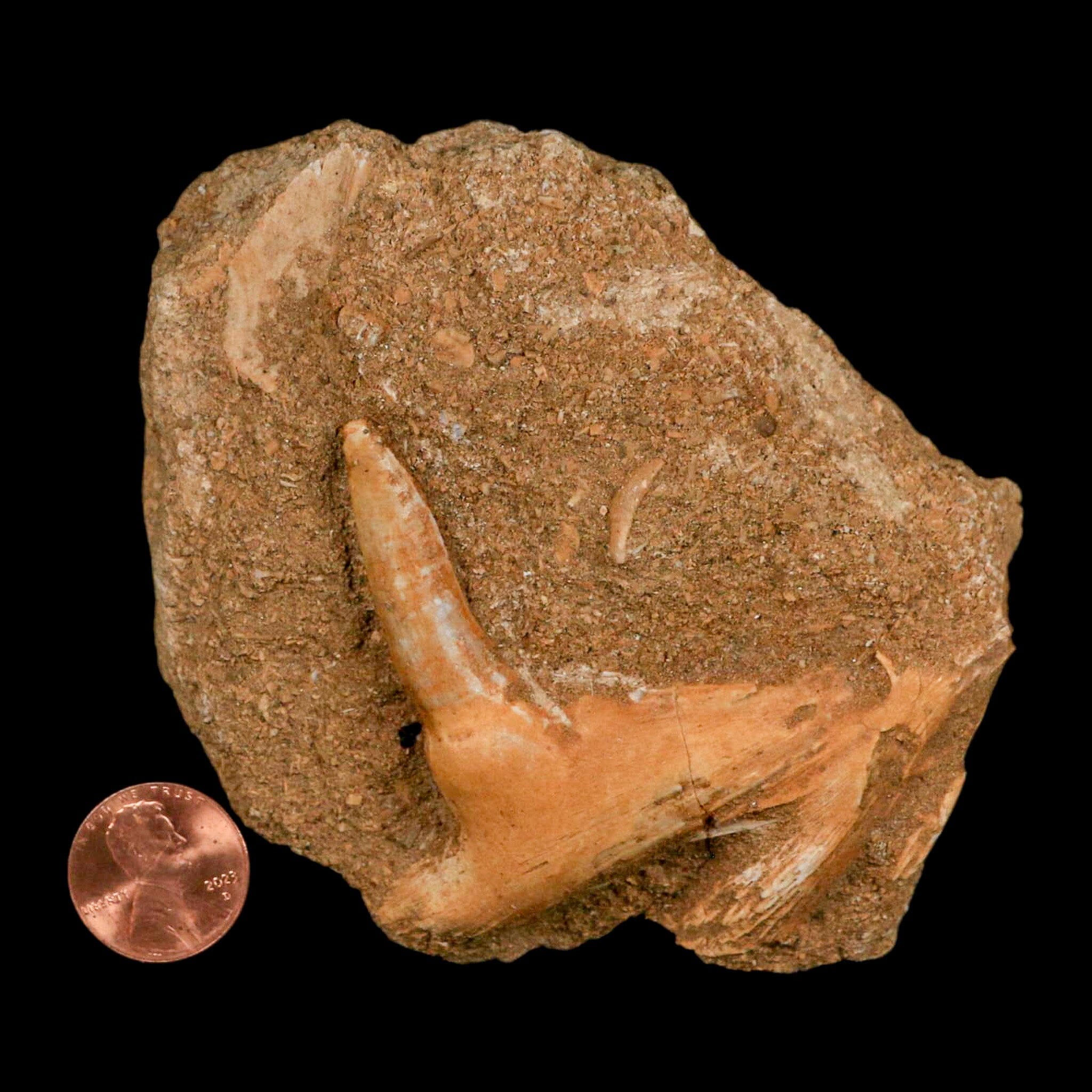 XL 2.7" Saber Toothed Herring Fossil Fang Tooth Enchodus Libycus Cretaceous Age - Fossil Age Minerals