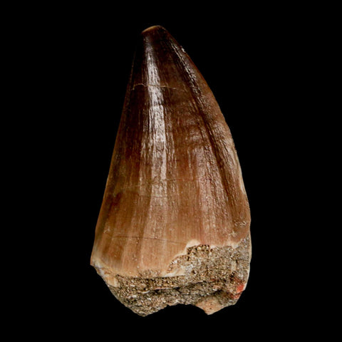 XL 2.2" Mosasaur Prognathodon Fossil Tooth Cretaceous Dinosaur Era COA & Stand