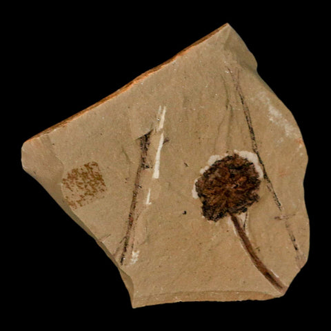 1.2" Rare Fossil Pistillate Cone Metasequoia Dawn Redwood Oligocene Age MT COA - Fossil Age Minerals