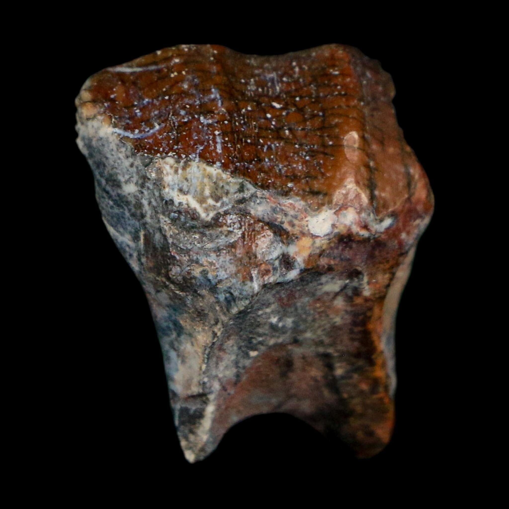 0.8" Ouranosaurus Fossil Tooth Cretaceous Age Iguanodontid Dinosaur Niger