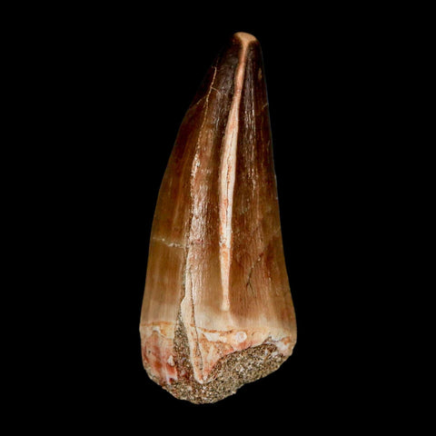 XL 2.2" Mosasaur Prognathodon Fossil Tooth Cretaceous Dinosaur Era COA & Stand