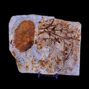 6.2" Taxodium Olrikii  Fossil Plant Leaf Paleocene Age Fort Union FM Glendive MT