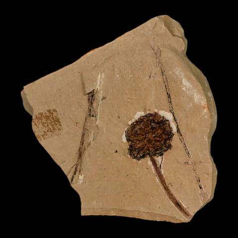 1.2" Rare Fossil Pistillate Cone Metasequoia Dawn Redwood Oligocene Age MT COA - Fossil Age Minerals