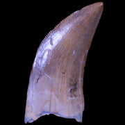 1.1" Albertosaurus Tyrannosaur Serrated Fossil Tooth Dinosaur Judith River FM MT COA