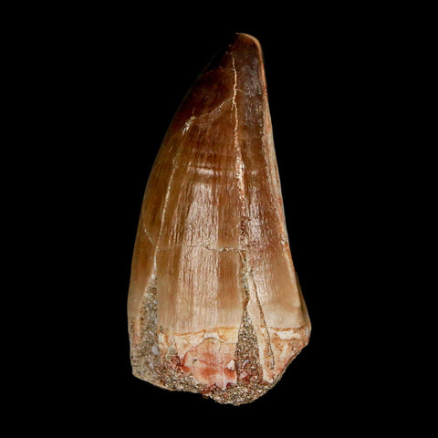 XL 2.2" Mosasaur Prognathodon Fossil Tooth Cretaceous Dinosaur Era COA & Stand