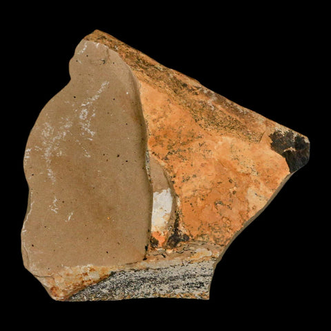 1.2" Rare Fossil Pistillate Cone Metasequoia Dawn Redwood Oligocene Age MT COA - Fossil Age Minerals