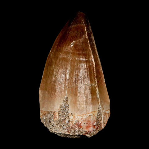 XL 2.2" Mosasaur Prognathodon Fossil Tooth Cretaceous Dinosaur Era COA & Stand