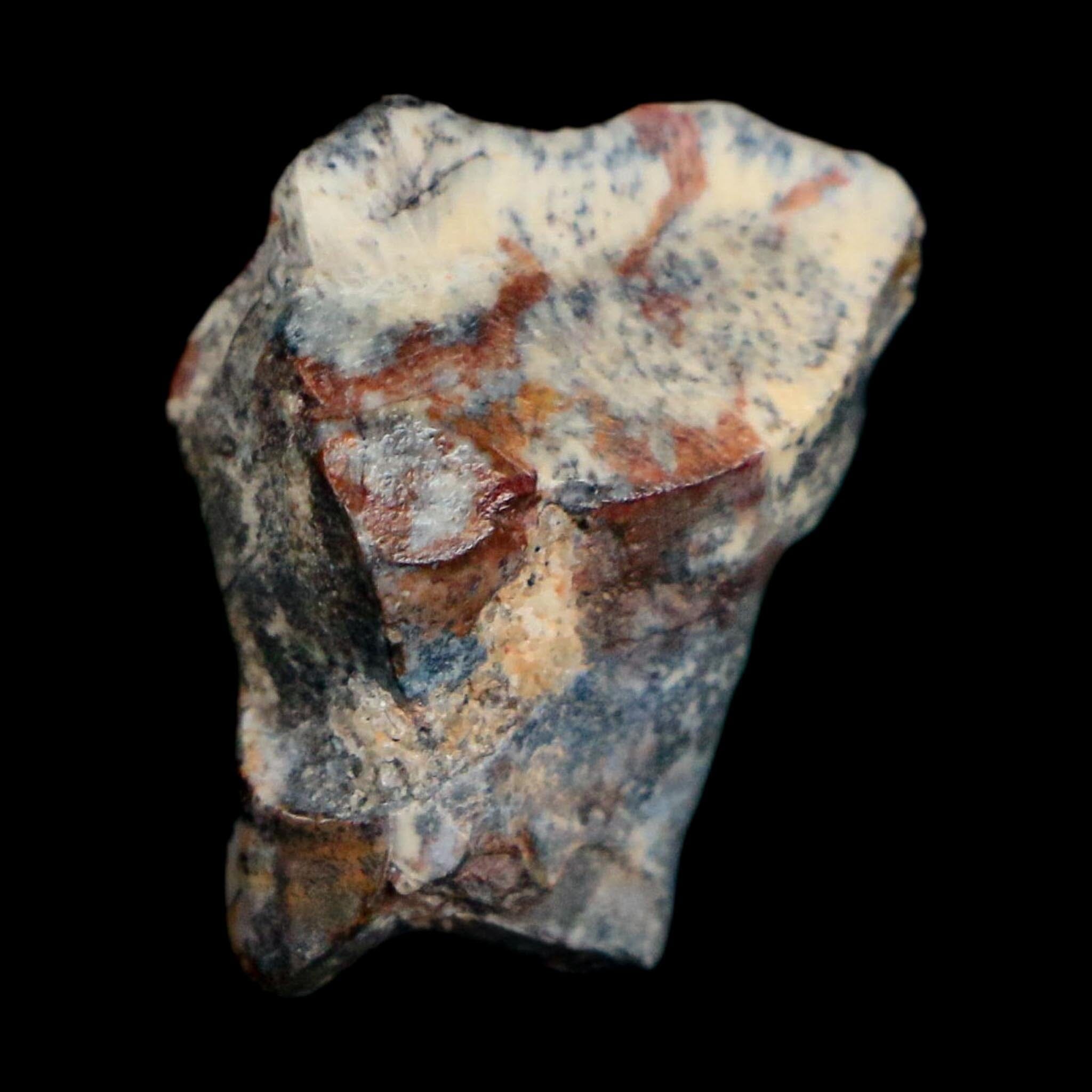 0.8" Ouranosaurus Fossil Tooth Cretaceous Age Iguanodontid Dinosaur Niger
