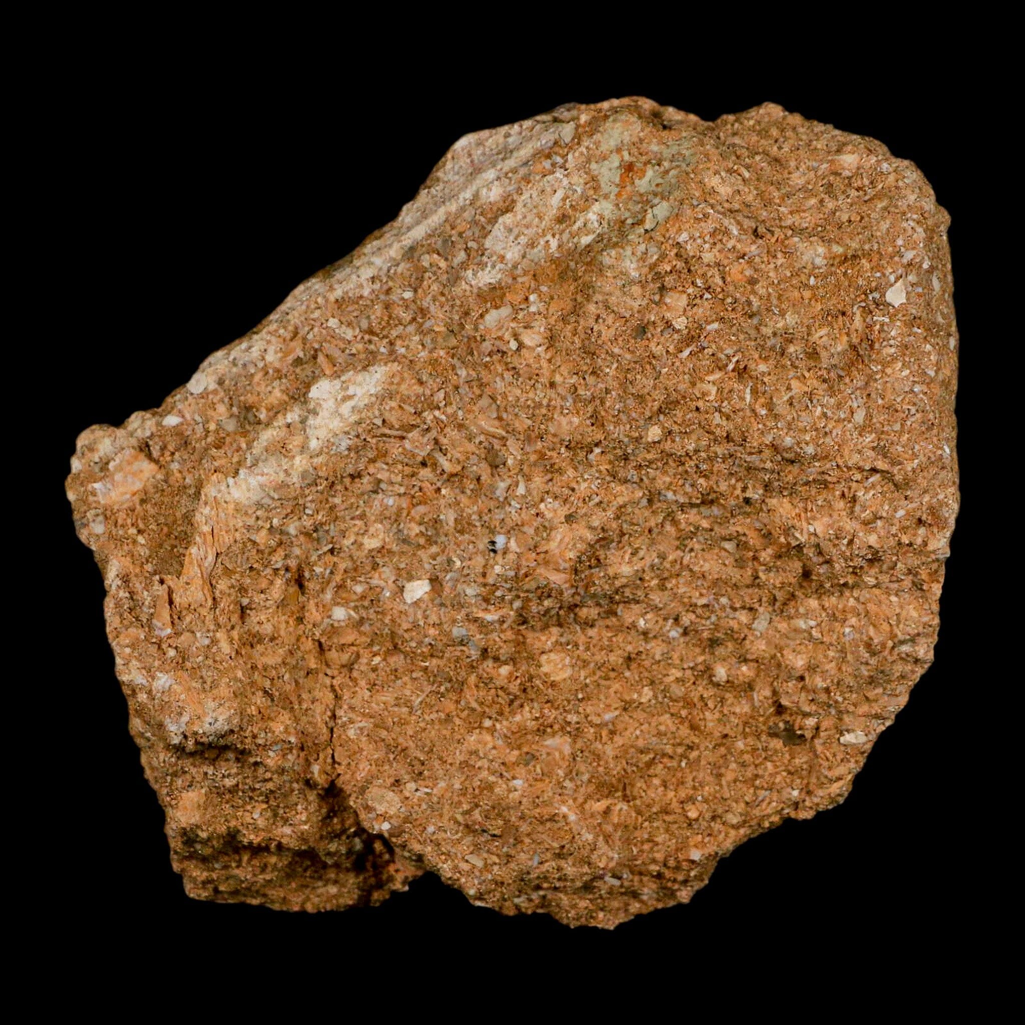 XL 2.7" Saber Toothed Herring Fossil Fang Tooth Enchodus Libycus Cretaceous Age - Fossil Age Minerals