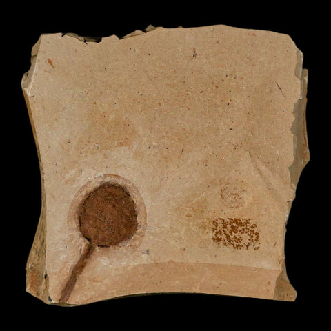 1.3" Rare Fossil Pistillate Cone Metasequoia Dawn Redwood Oligocene Age MT COA - Fossil Age Minerals