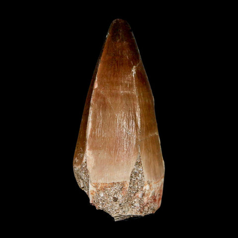 XL 2.2" Mosasaur Prognathodon Fossil Tooth Cretaceous Dinosaur Era COA & Stand