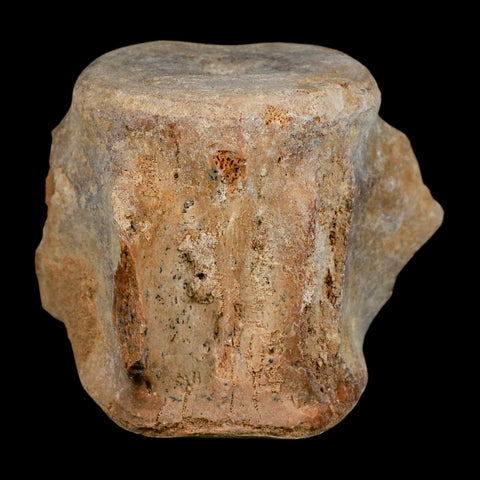 3.4" Basilosaurus Vertebrae Fossil Prehistoric Whale 34 Mil Yrs Old Late Eocene COA - Fossil Age Minerals