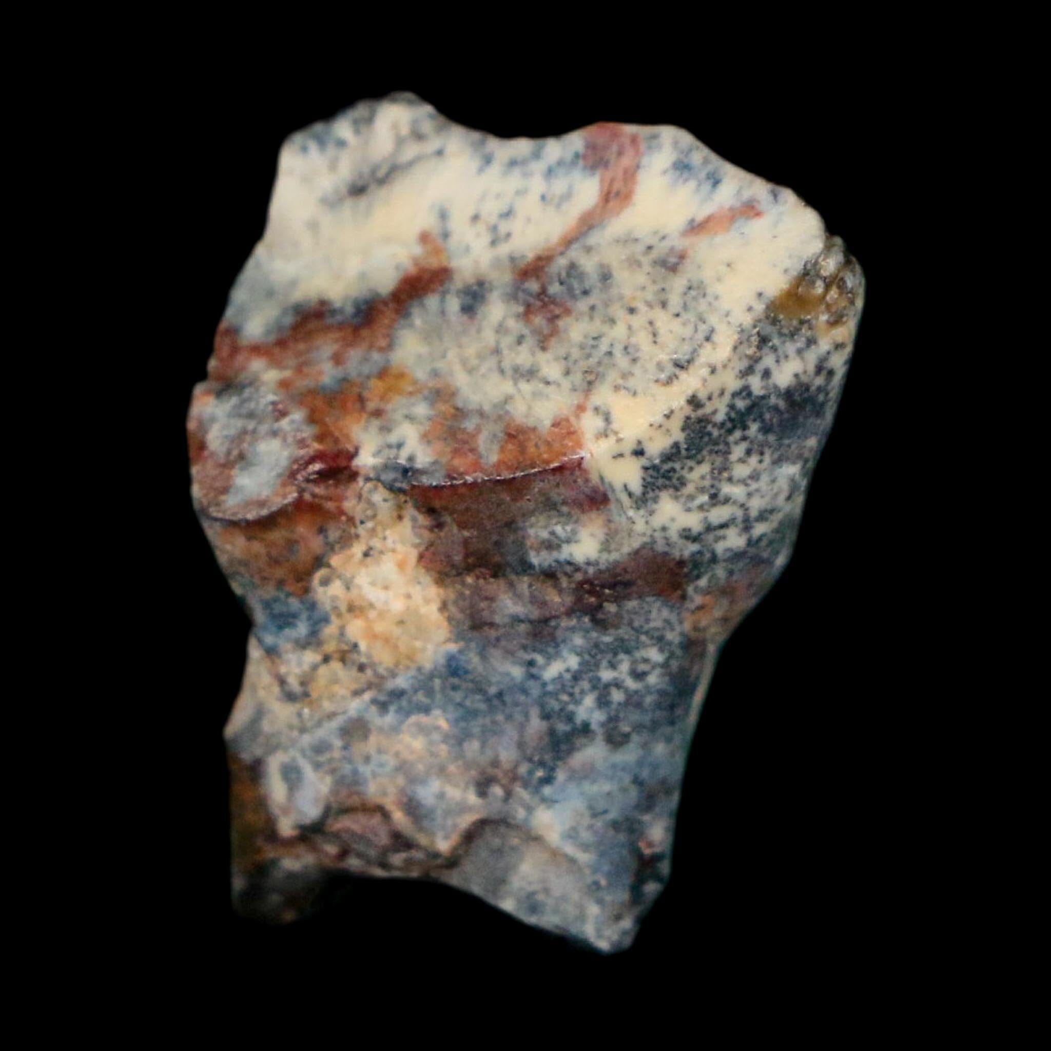 0.8" Ouranosaurus Fossil Tooth Cretaceous Age Iguanodontid Dinosaur Niger