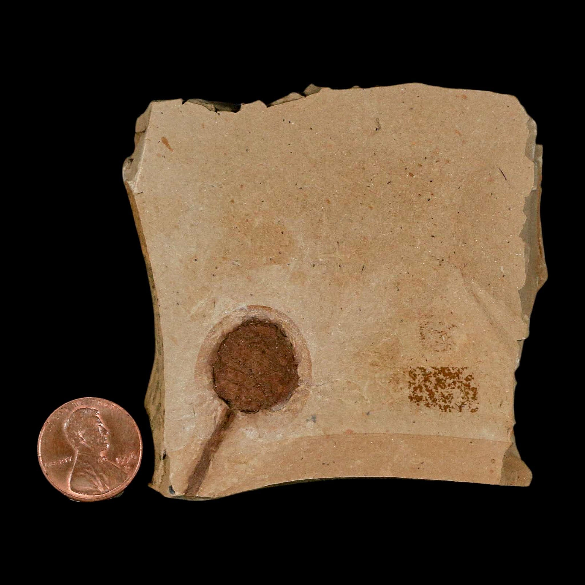 1.3" Rare Fossil Pistillate Cone Metasequoia Dawn Redwood Oligocene Age MT COA - Fossil Age Minerals