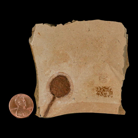 1.3" Rare Fossil Pistillate Cone Metasequoia Dawn Redwood Oligocene Age MT COA - Fossil Age Minerals