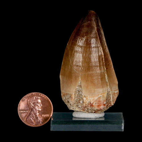XL 2.2" Mosasaur Prognathodon Fossil Tooth Cretaceous Dinosaur Era COA & Stand