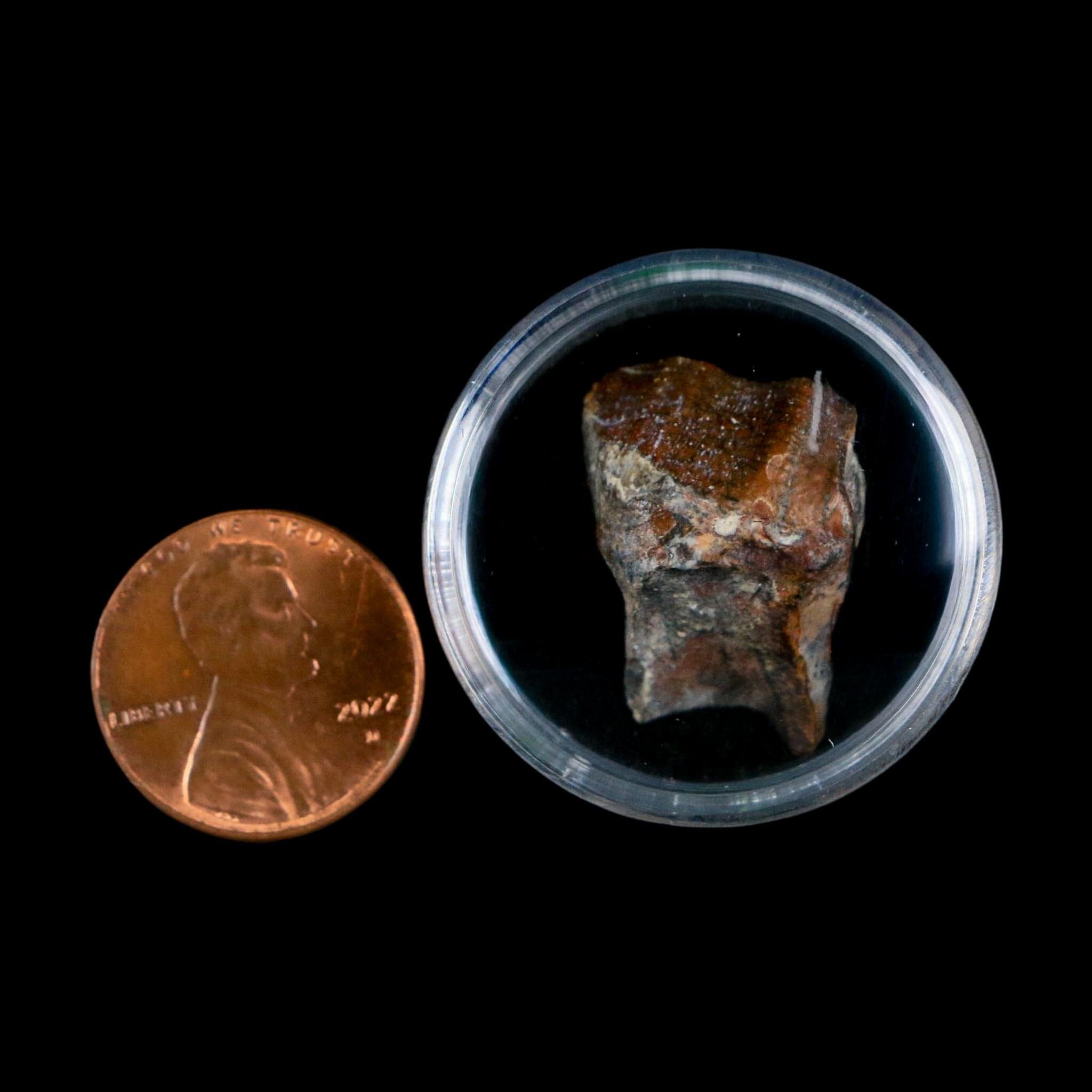 0.8" Ouranosaurus Fossil Tooth Cretaceous Age Iguanodontid Dinosaur Niger
